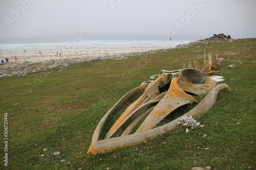 Walskelett in Gras auf Falklandinseln