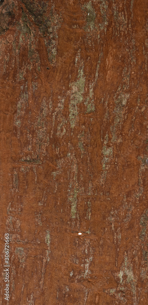 Cinnamon texture Cinnamon texture