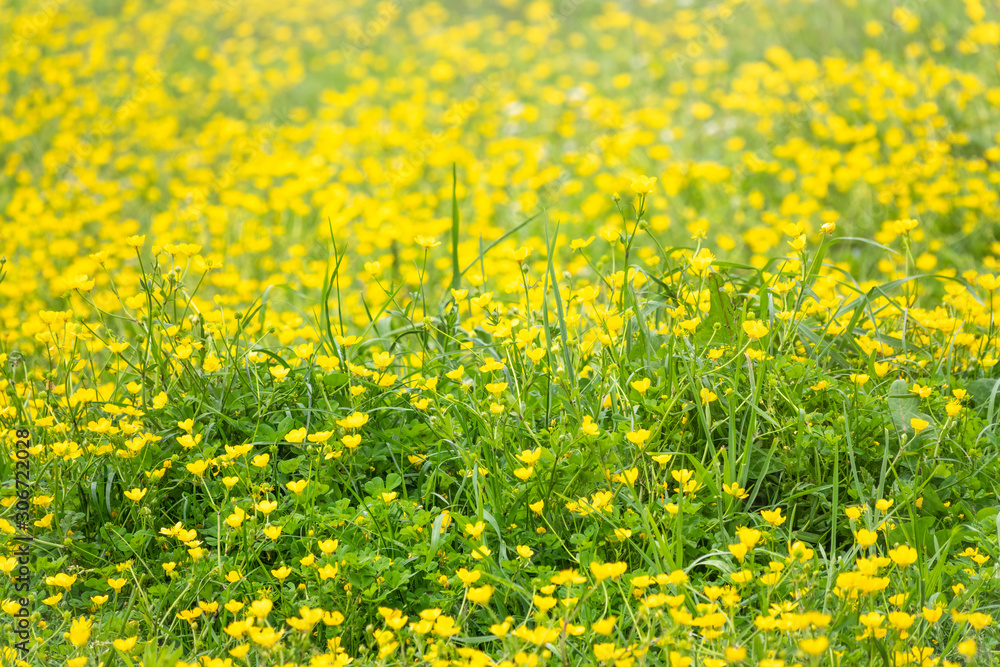 Fototapeta premium Green meadow with yellow wildflowers in the sunlight. Summer or spring background with copy space. Yellow flowers of buttercup mountain Ranunculus montanus.