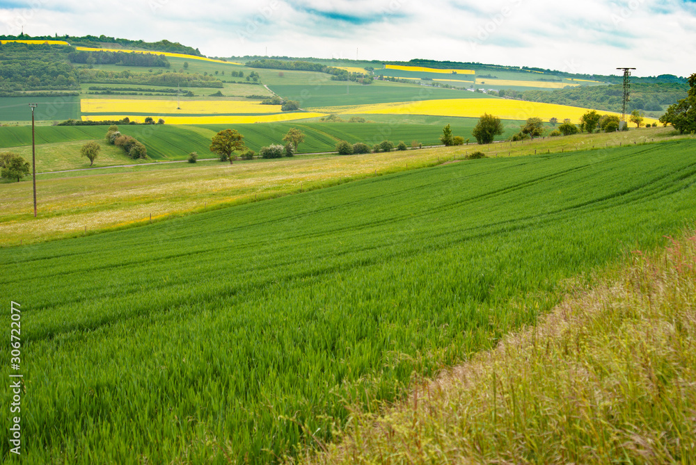 Fototapeta premium Day natural view at German pastures and cornfields under blue cloudy skies spring time