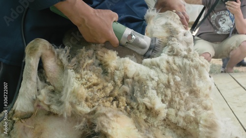 Men shearer shearing sheep at agricultural show in competition. The process by which wool fleece of a sheep is cut off. Electric professional sheep manual hair clipper sheep cutting shearing machine.