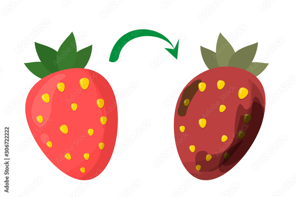 Rotten red strawberry vector isolated. Food wast. Dirty, bad Rotten red strawberry vector isolated. Food wast. Dirty, bad