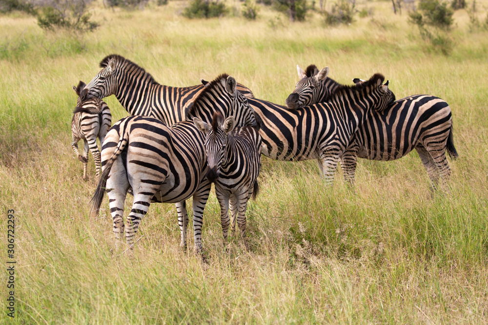 Naklejka premium herd of zebras