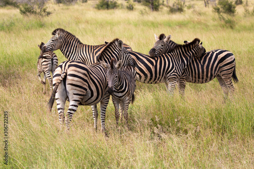 herd of zebras