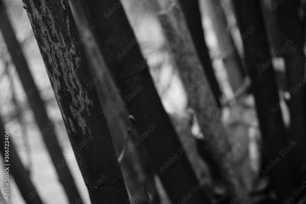 Schilff Rohr Detail Schilff Rohr Detail