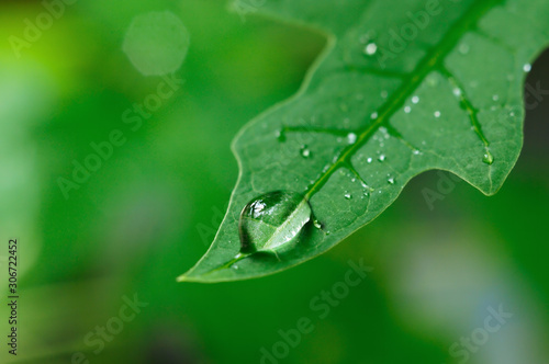 Closeup of water droplets at the leaves gives a refreshing feeling
