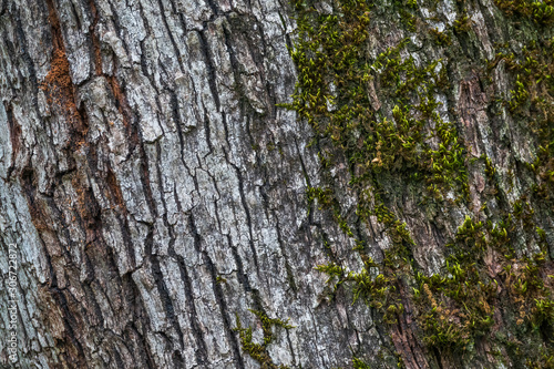 Texture of old cracked bark covered with moss.