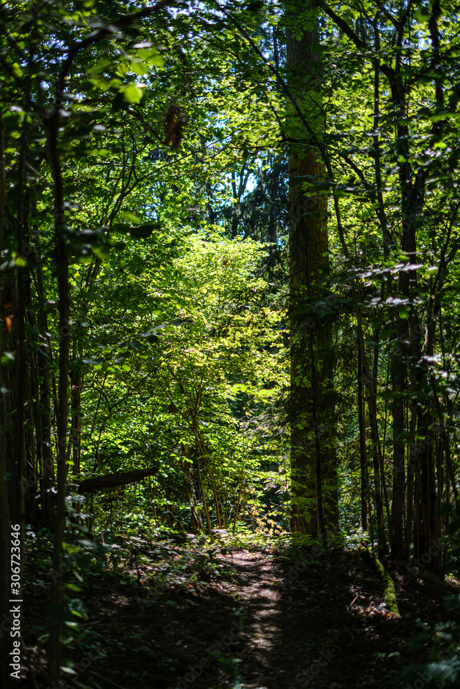 Fototapeta premium chaotic lush forest detail abstract texture of old and new wood trunks
