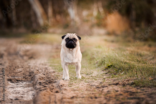 dog in park © CFFotografie