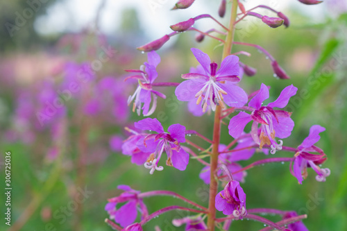 Canvastavla pink flower fireweed in the meadow after rain