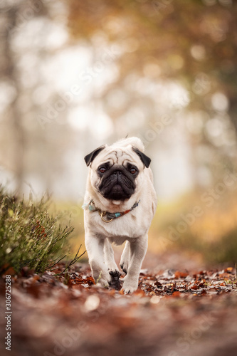 pug in garden