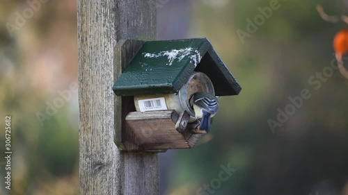 little bird eeting photo