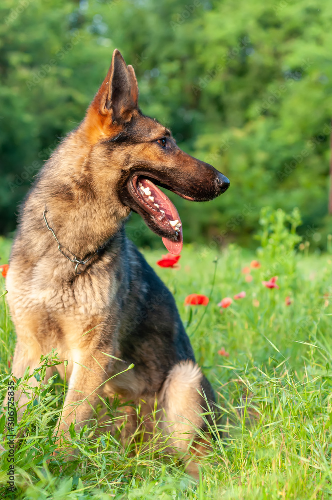 View on a german shepherd dog sitting on the green grass View on a german shepherd dog sitting on the green grass