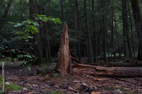 broken tree in forest © CreativeEdge