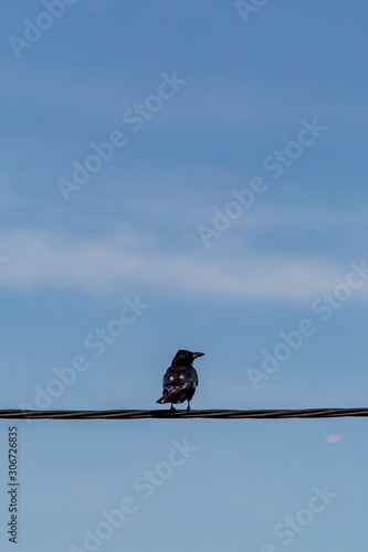 A Bird on a Wire © lemanieh