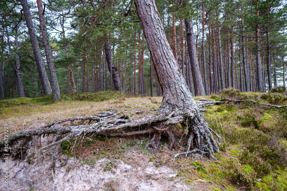 Fotografie chaotic lush forest detail abstract texture of old and new wood trunks
