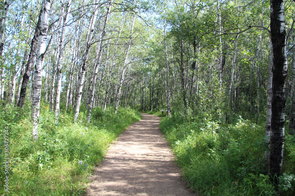 Summer In On The Trail, Whitemud Park, Edmonton, Alberta Summer In On The Trail, Whitemud Park, Edmonton, Alberta