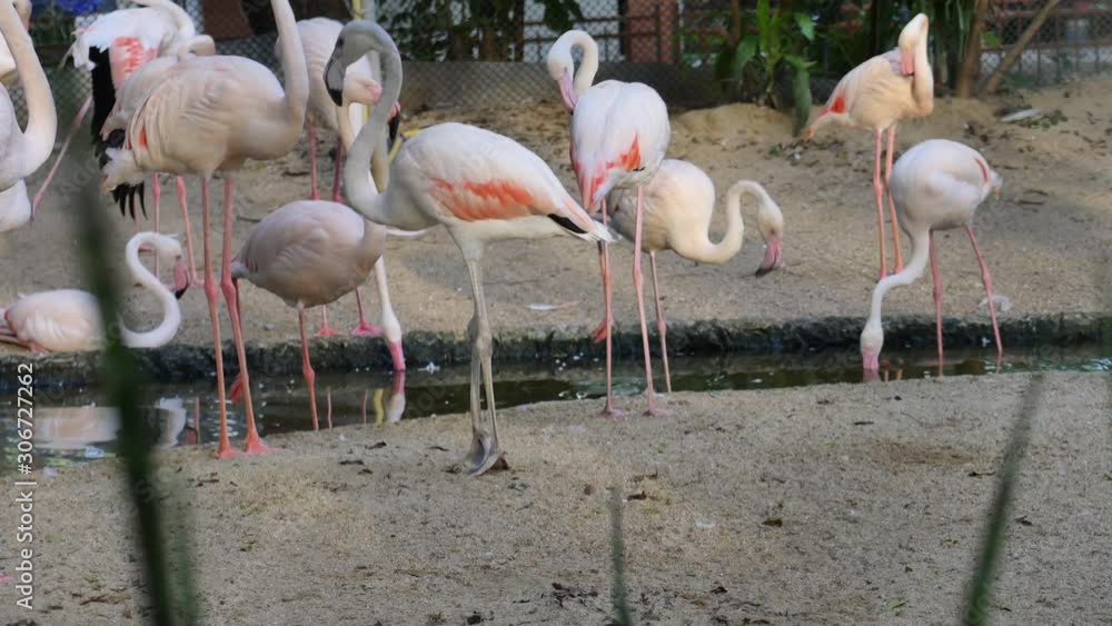flamingo dancing in the flock some flamingos birds are flirting with each othe flamingo dancing in the flock some flamingos birds are flirting with each othe