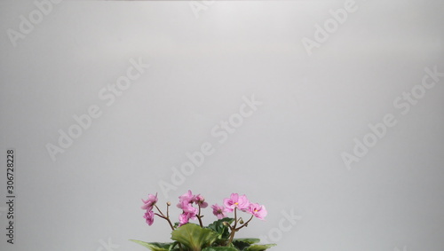 pink violet flower on gray background