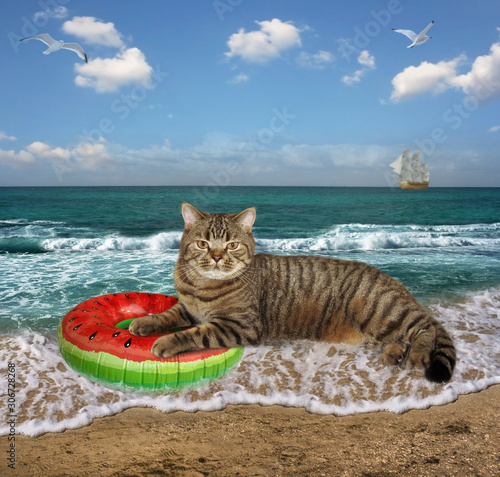 The beige cat with a inflatable rubber ring lying in wet sand on the beach in summer.