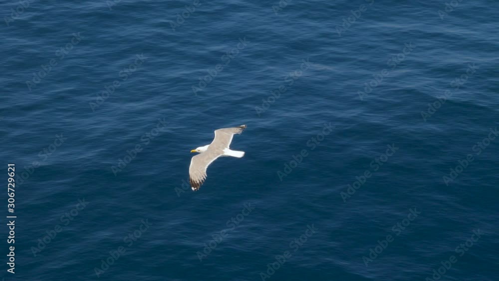 Wild bird in the sky. Tourism opportunities. Birds flying. Seagulls flying against blue sky. Seagull soaring in the sky. Seabird In Flight. Greece 4K. Season and short stays. Wild bird in the sky. Tourism opportunities. Birds flying. Seagulls flying against blue sky. Seagull soaring in the sky. Seabird In Flight. Greece 4K. Season and short stays.
