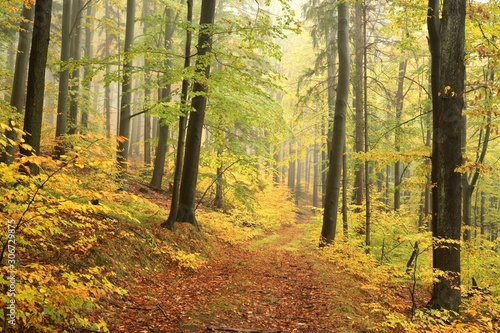 Forest trail in the misty autumn weather © Aniszewski