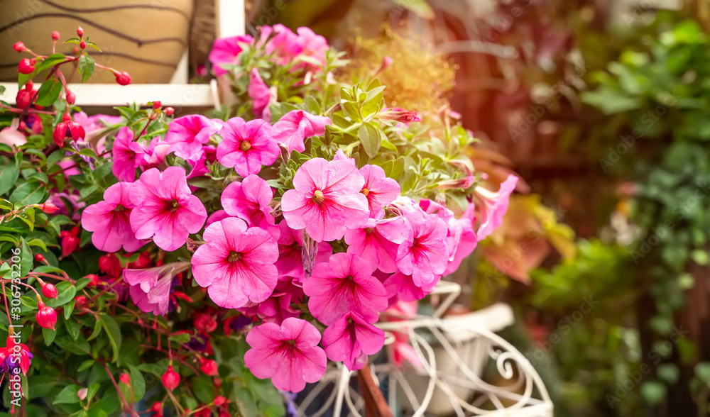 hanging Hybrid pentunias flower in basket