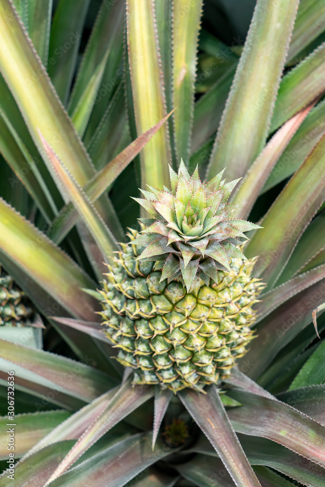 Pineapple fruit on the plantation farm Pineapple fruit on the plantation farm