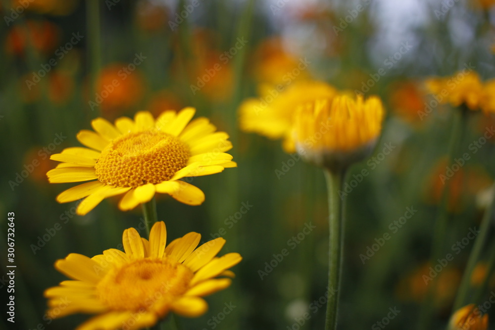 Obraz premium yellow flowers on green background of grass