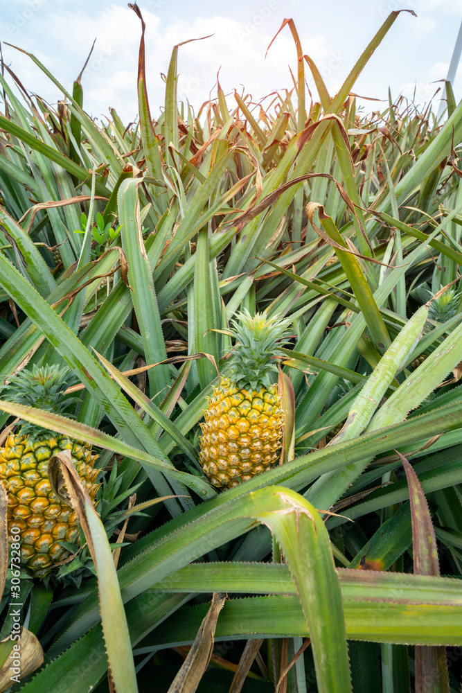 Pineapple fruit on the plantation farm Pineapple fruit on the plantation farm