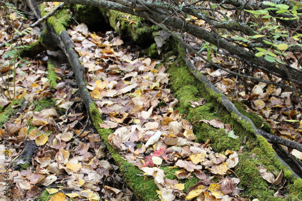 Obraz premium Forest Floor, Whitemud Park, Edmonton, Alberta