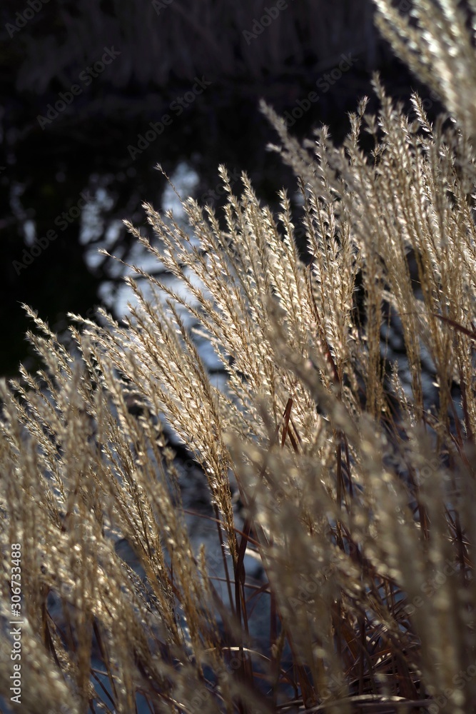 Obraz premium Gräser im Herbst