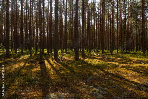 Fototapeta Naklejka Na Ścianę i Meble -  Pine tree forest casting shadows