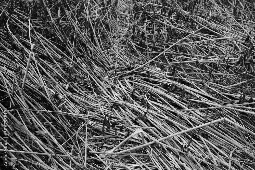 Schilf Umwelt Raum Schilf Umwelt Raum
