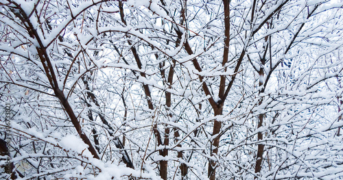 Wallpaper Mural trees covered in heavy snow in October during the first snowfall of the year. Heavy snowfall early in the season. The snow is thick and heavy, sticking out on the sides of the trunks. Torontodigital.ca