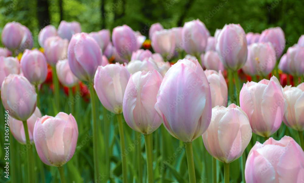 Fototapeta premium pink tulips in the garden