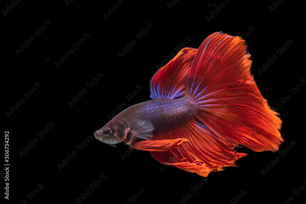 Fototapeta premium siamese fighting fish