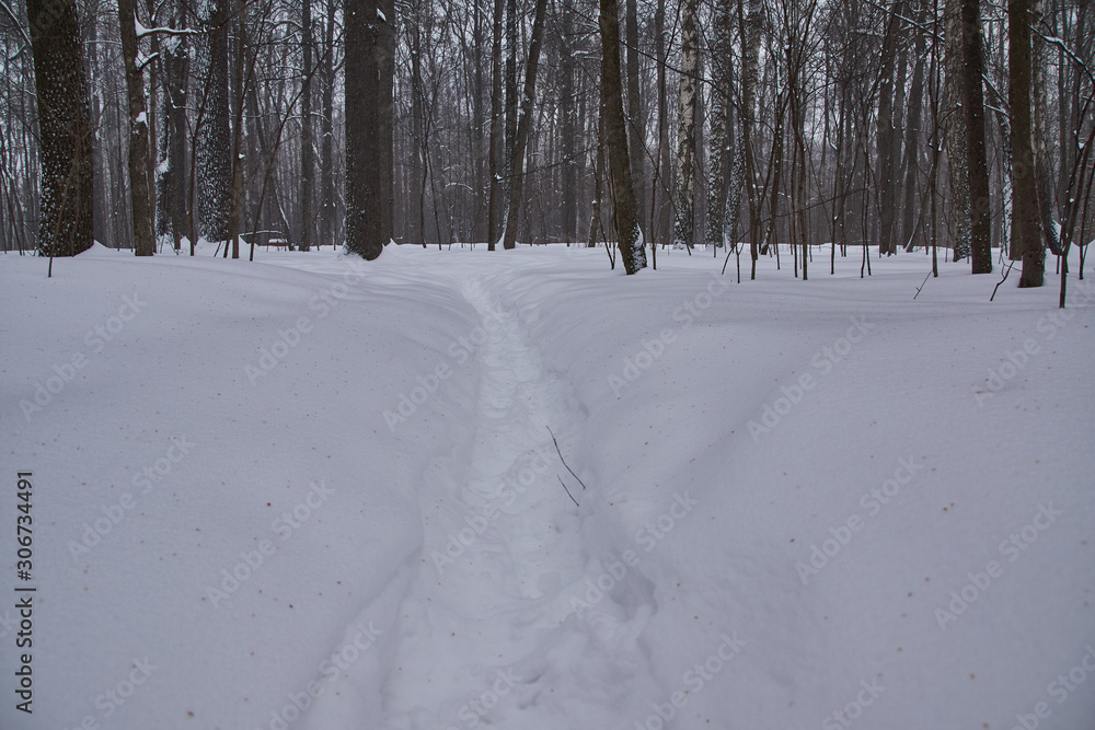 road in winter forest road in winter forest