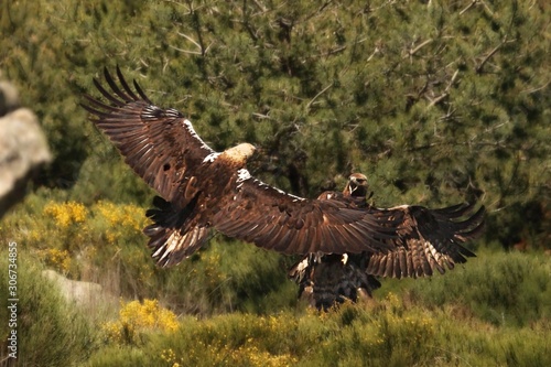 Golden eagle (Aquila chrysaetos) and Spanish imperial eagle (Aquila adalberti) fighting together.