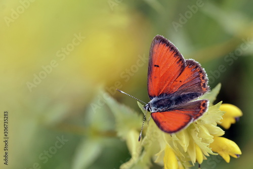 Purple-edged Copper (Lycaena hippothoe) with open wings perched on a Yellow Rattle flower. photo