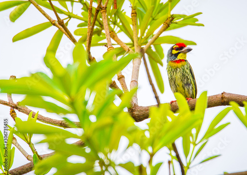 coppersmith barbet, crimson-breasted barbet, coppersmith Megalaima haemacephala photo