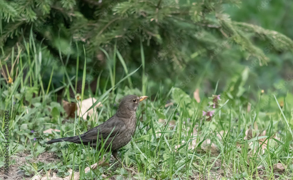 Blackbird perched on forest glade Blackbird perched on forest glade