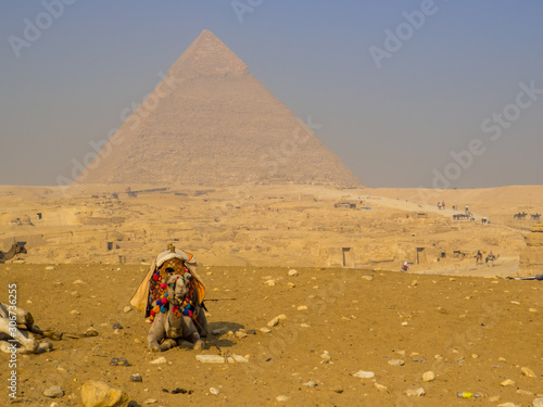 Camels in front of the Pyramids of Giza. In Cairo  Egypt
