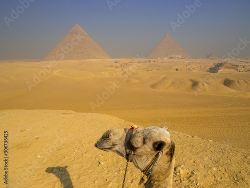 Camel in front of the Pyramids of Giza. In Cairo, Egypt