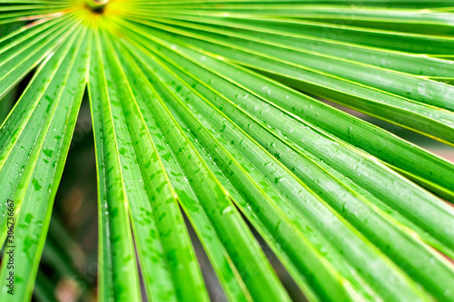 Large tropical green wet leaf of a palm tree branch after rain closeup in the jungle, background texture with lines with copy space.
