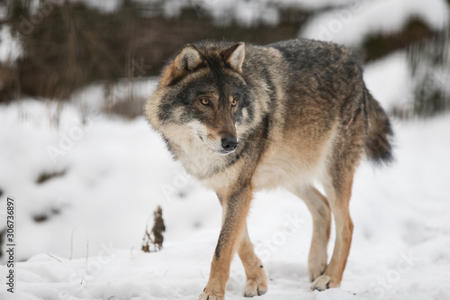  Scary dark gray wolf (Canis lupus) © szczepank
