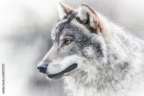  Scary dark gray wolf (Canis lupus) © szczepank