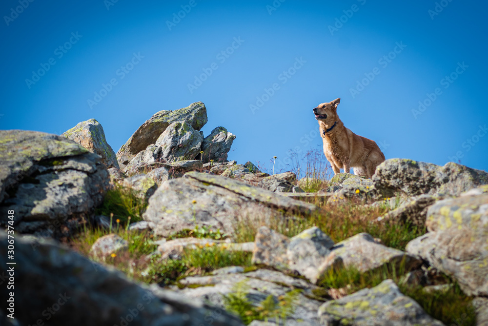 Dog enjoying view during sunrise in the mountains. Hiking with dogs. Adventure with dogs. Dog friendship. Swiss Alps, Silvretta. Dog enjoying view during sunrise in the mountains. Hiking with dogs. Adventure with dogs. Dog friendship. Swiss Alps, Silvretta.