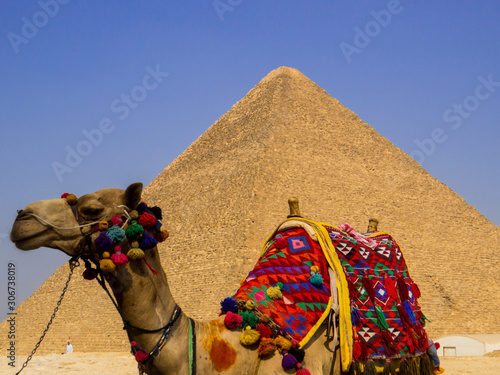 Camel in front of the Great Pyramid of Giza. In Cairo, Egypt