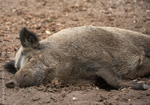 Canvas Print Sleeping wild boar in the park